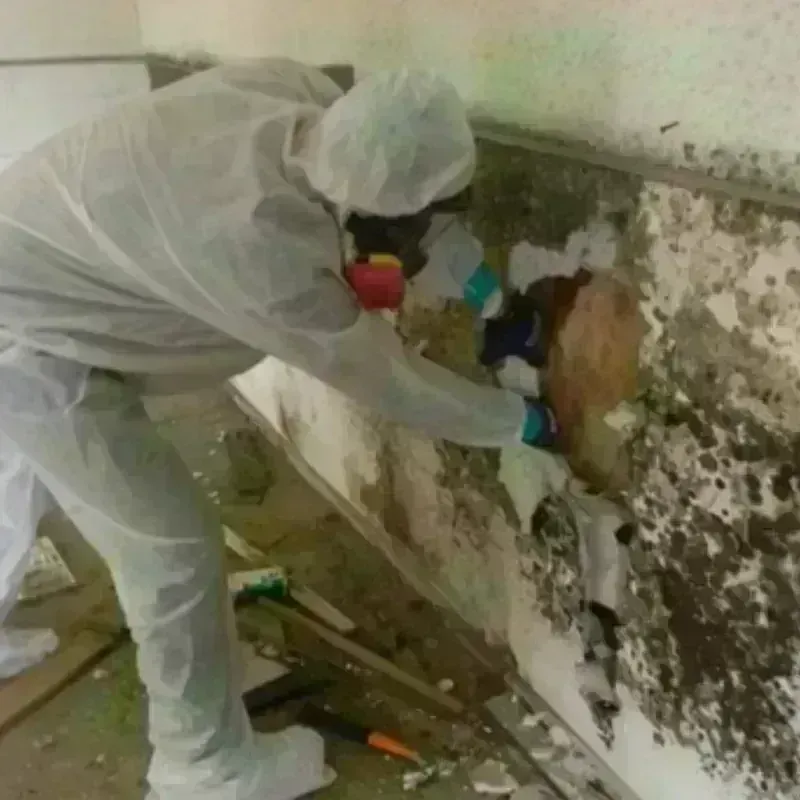 Mold Remediation and Removal in Clearfield County, PA